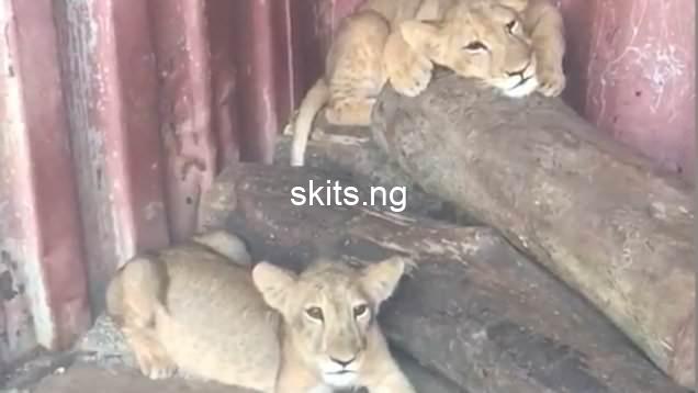 Lion found in abuja kept as pet video