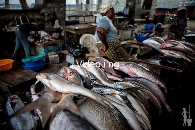 Photo of the Week: Falomo under bridge Fish Market
