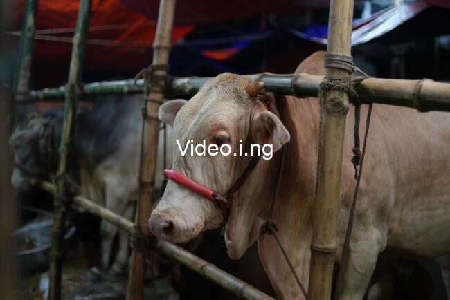 Viral albino buffalo named ‘Donald Trump’ for ‘resemblance’ to US President is spared from Eid sacrifice in Bangladesh