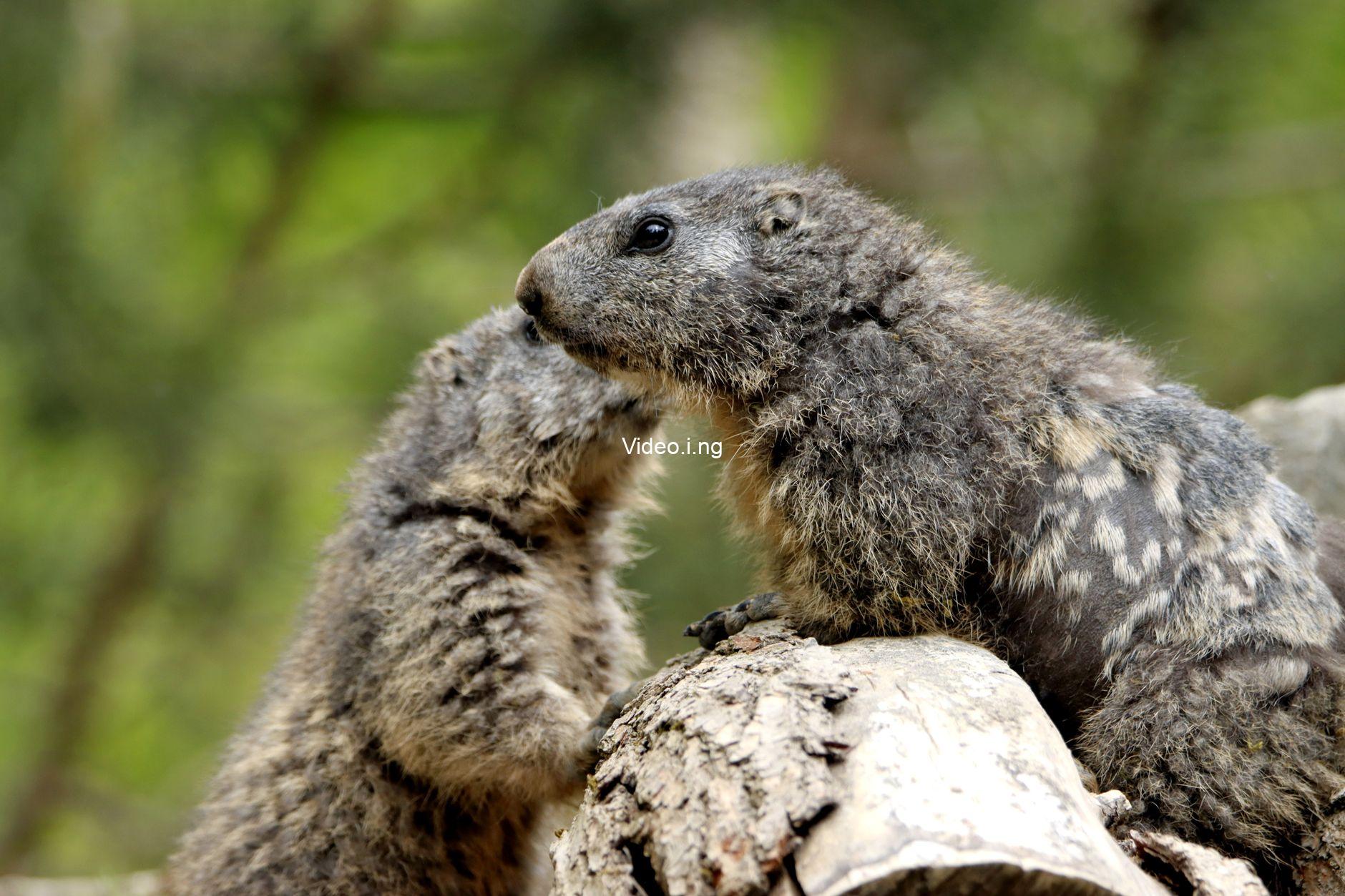 Chickenhare and the Secret of the Groundhog (2026) MOVIE