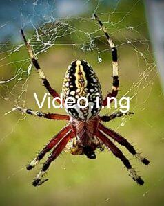 Spider man brand new day 2026 trailer release date