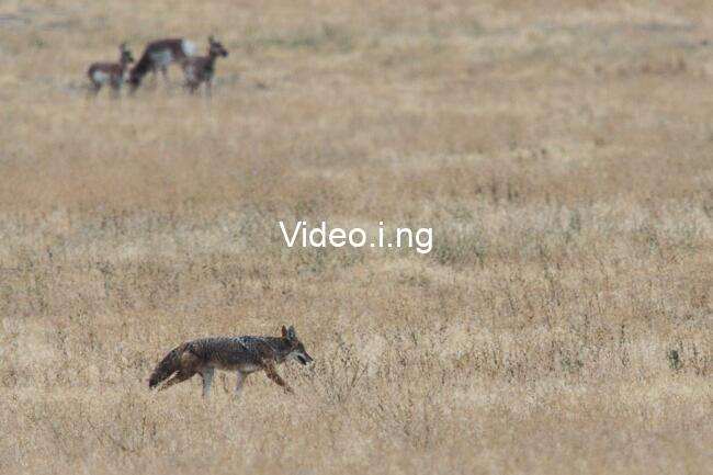 Coyote vs. Acme’s Wile E. Has Good Reason for Always Being Naked Despite Space Jam Clothes