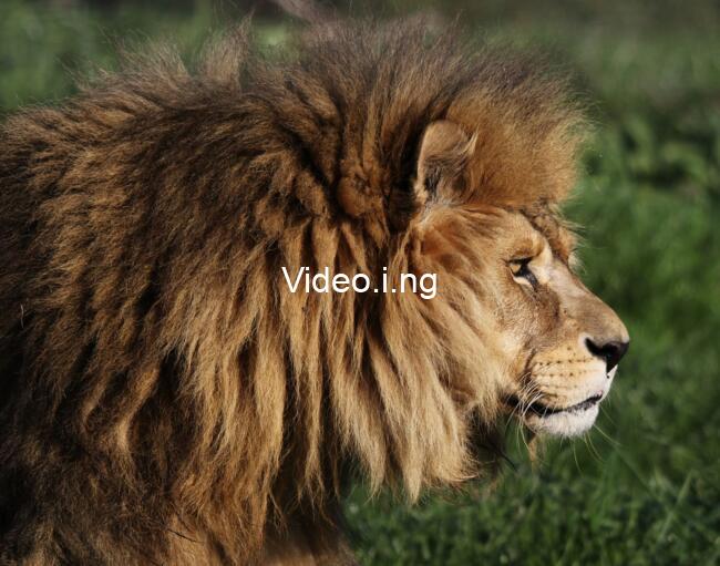 Lion Fist (2026) MOVIE