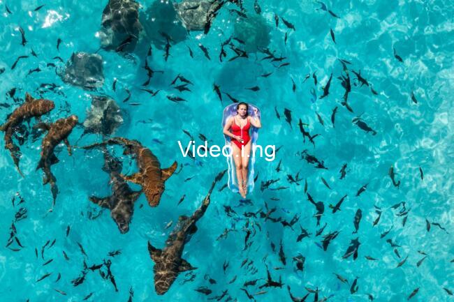Shark Frenzy (2026)