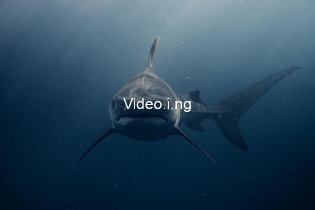Shark Waters (2026) MOVIE